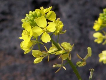 Sinapis alba e Brassica cfr. fruticulosa